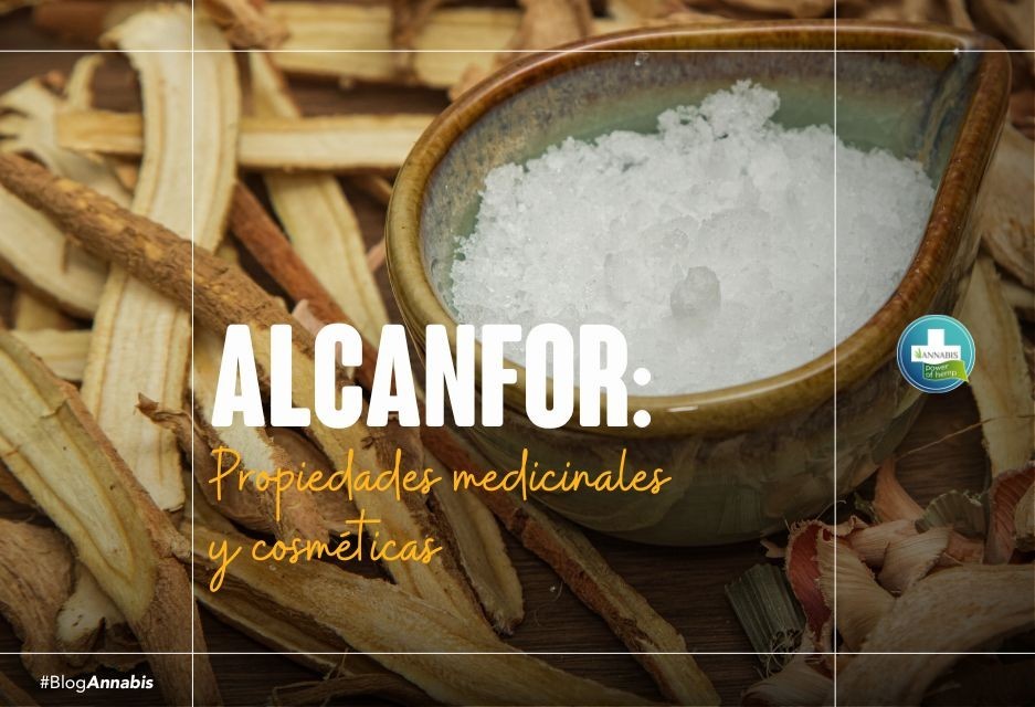 Alcanfor: propiedades medicinales y cosméticas